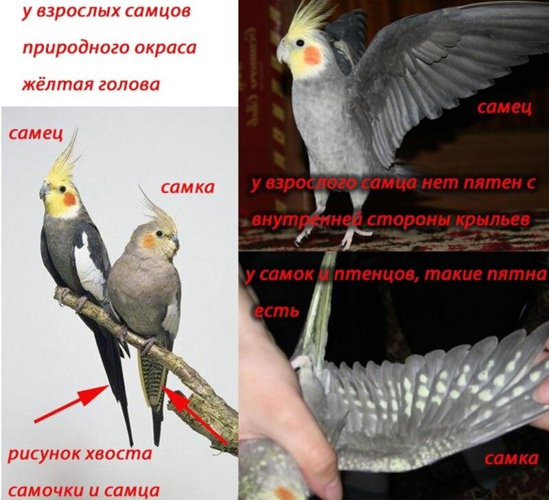 Попугай корелла 2 месяца как выглядит Ответы : Корелла