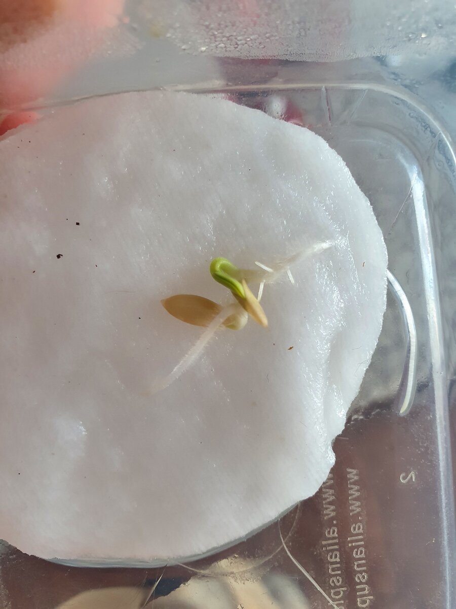 нежные, но хорошие корни