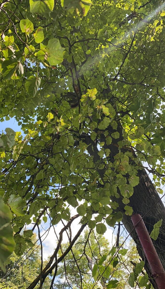 Найди белочку))