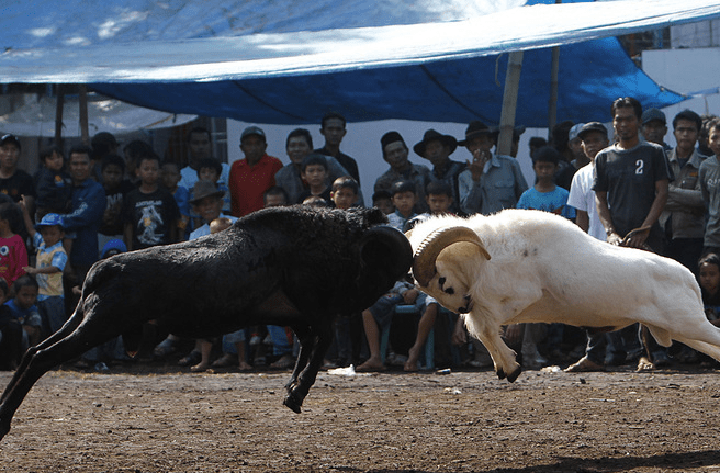 От козлика  в песенке остались рожки да ножки. Посмотрим, как барашки выступят...