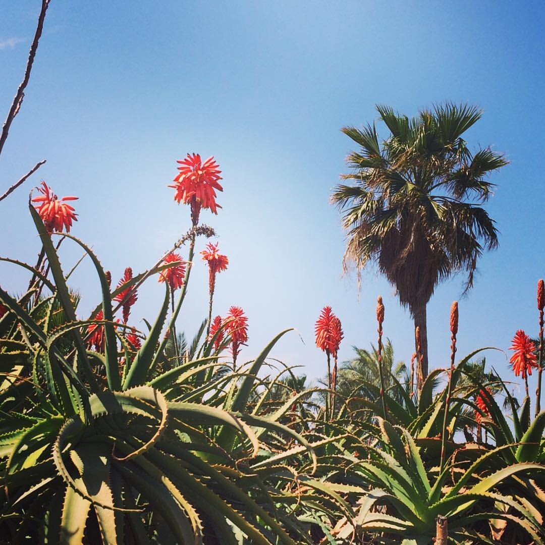 Яффо. Алоэ цветет...