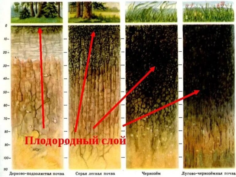 Как определить здоровье почвы на дачном участке: простые способы