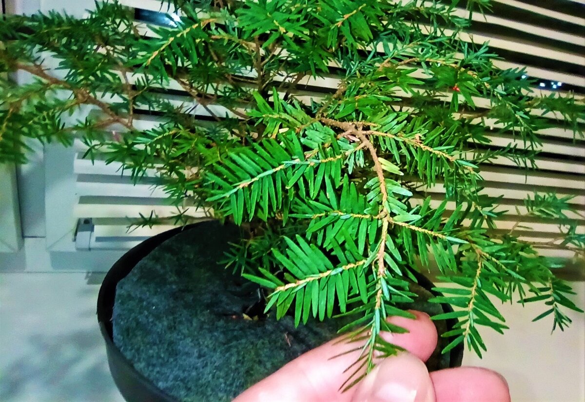 На фото молодое растение Тсуги канадской.