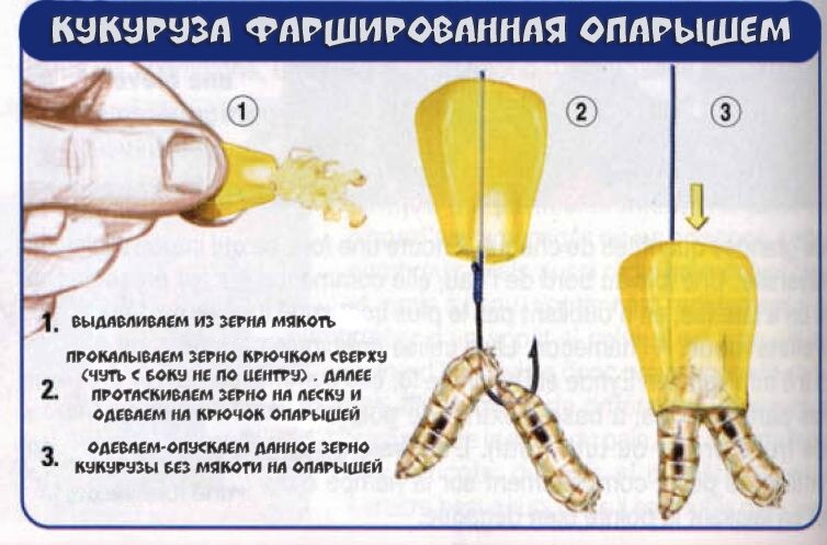 Как насадить опарыша на крючок. Насадка кукуруза с опарышем. Как насаживать опарыша на крючок. Правильная насадка опарыша на крючок. Как правильно насадить червя и опарыша на крючок.