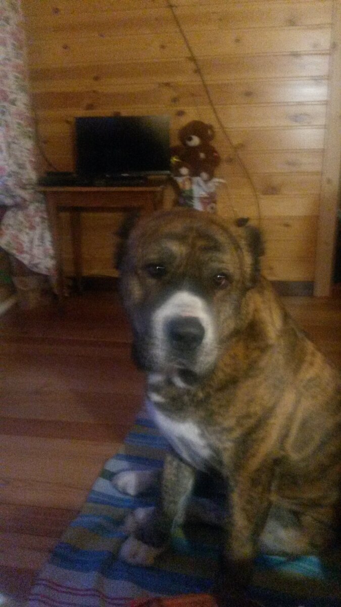 А это он пришел ко мне в гости, когда я заболела ангиной.