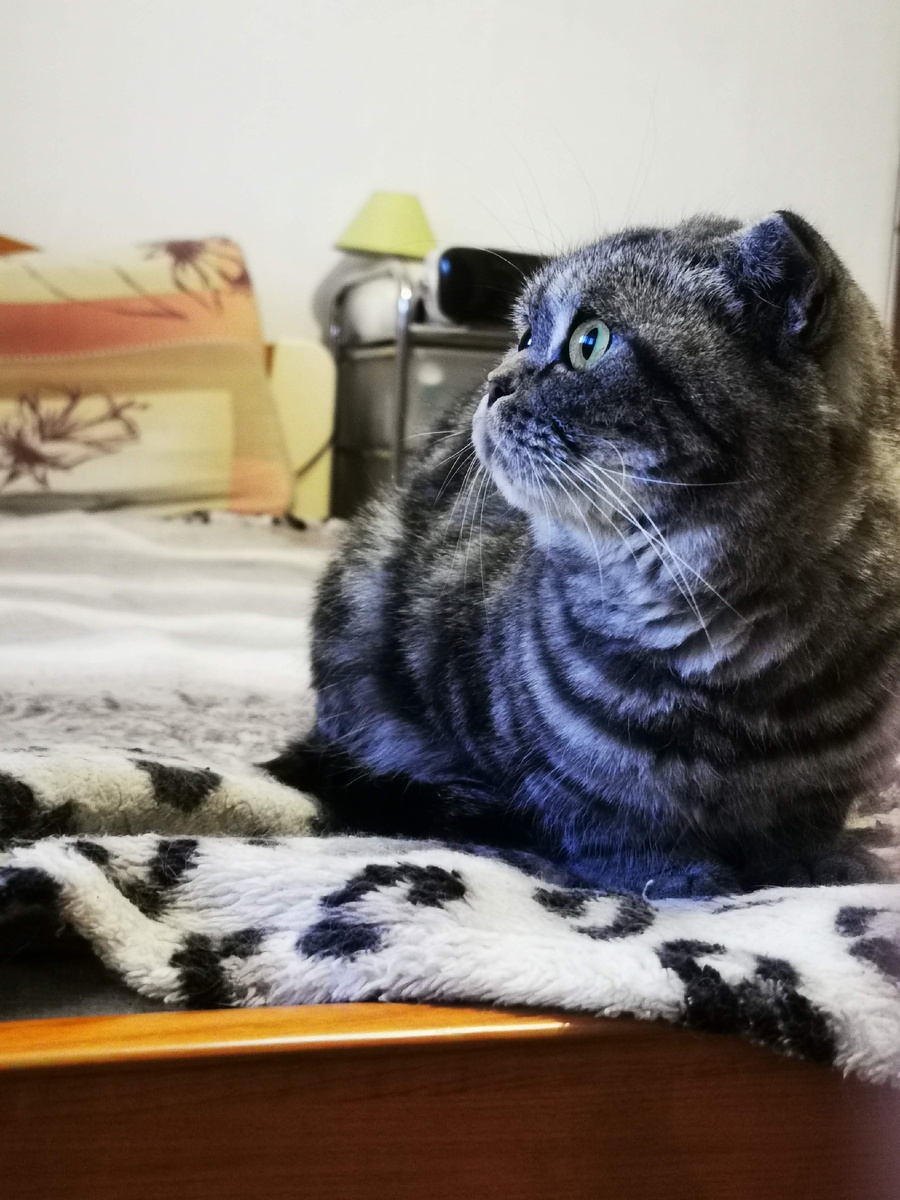Кошка Симона