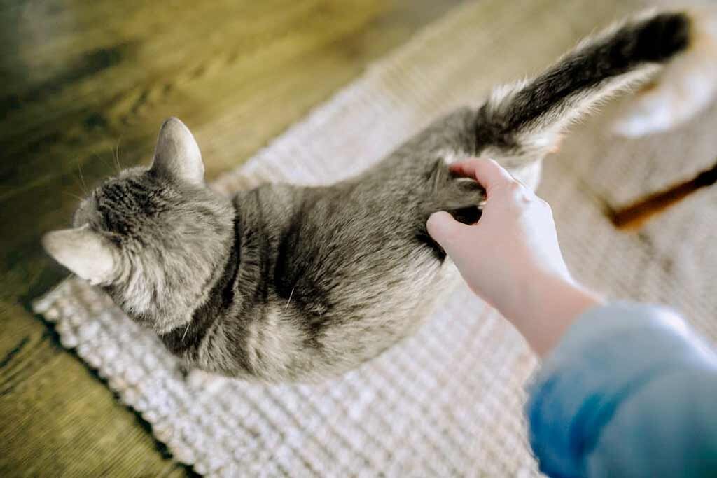 кошка при течке