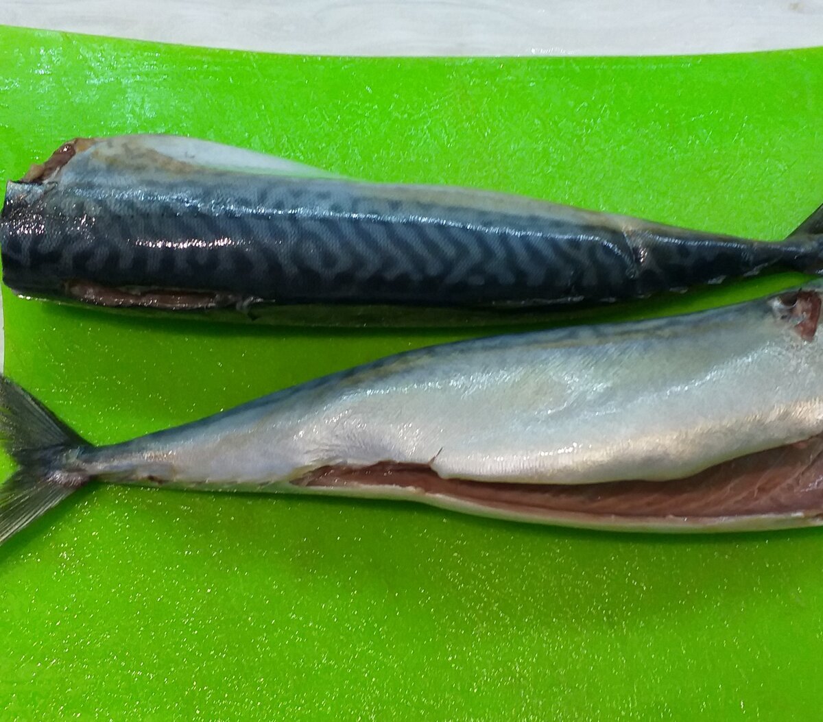 Скумбрия