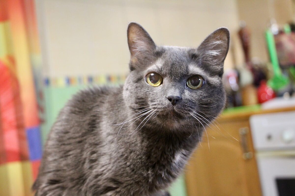 Масяня. март, 2002 - октябрь, 2020