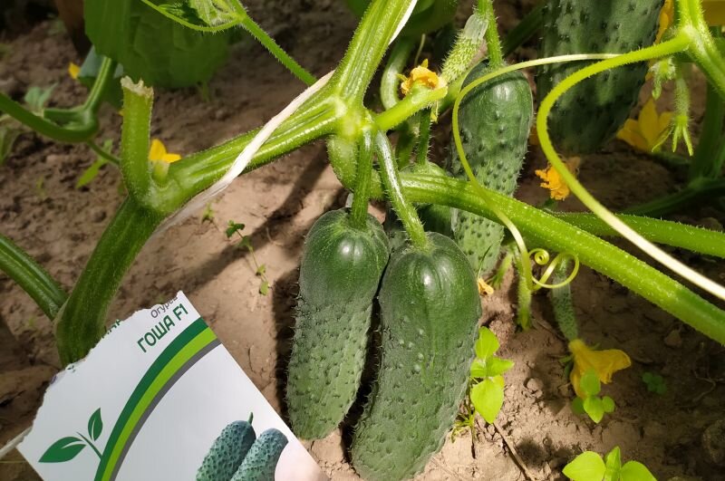 урожайные сорта огурцов. высокоурожайные сорта огурцов для открытого грунта. высокоурожайные сорта огурцов. высокоурожайные сорта огурцов для открытого грунта. высокоурожайные гибриды огурцов.