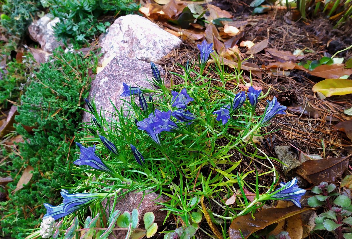 2. Горечавка китайская украшенная в моем саду 13 ноября. Подробности об этом растении здесь https://zen.yandex.ru/media/sad_spb/gorechavka-kitaiskaia-ukrashennaia-sinii-cvet-izpod-snega-5dbef7267cccba00afd5bc56