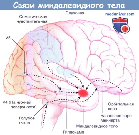 Что такое влюбленность с точки зрения науки?