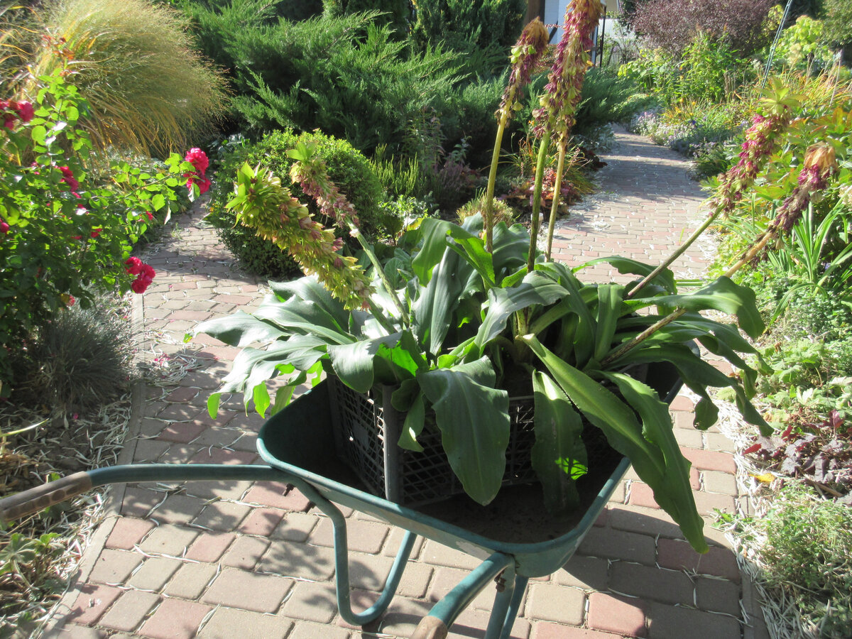 Эукомисы после выкопки (в октябре) едут в теплицу, где они проведут ещё примерно месяц.