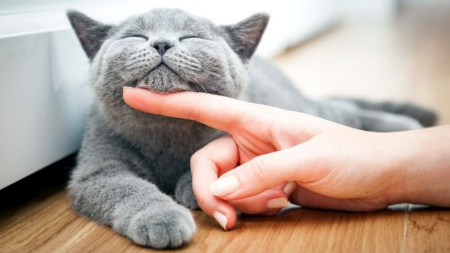 20+ фактов о психологии и характере кошек