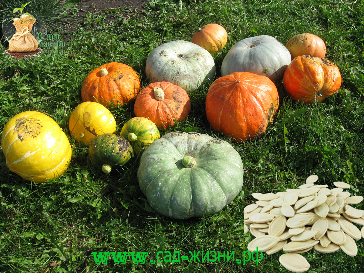 Аусси. Грызть тыквенные. Грызть тыквенные. Раздавленная тыква. Семечки для детей.