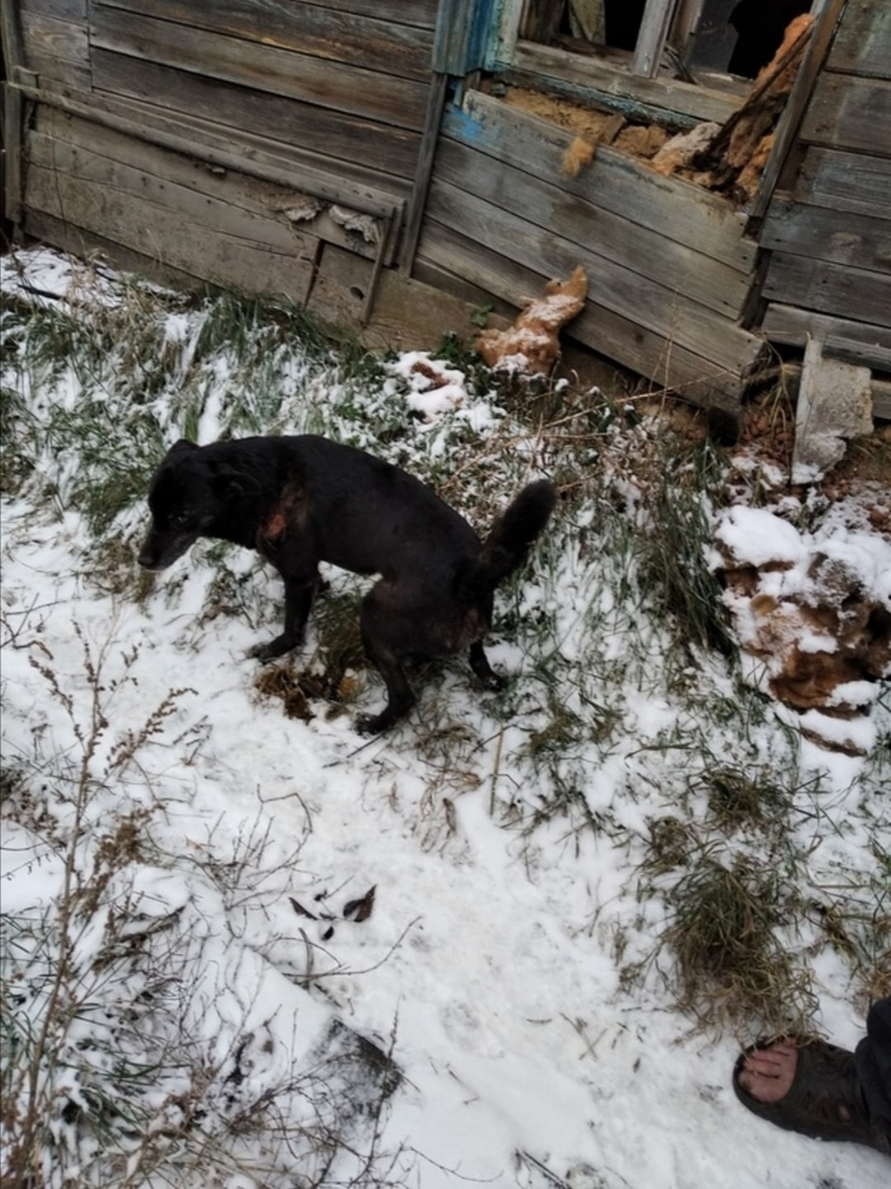 Как же они любят ДОМ...