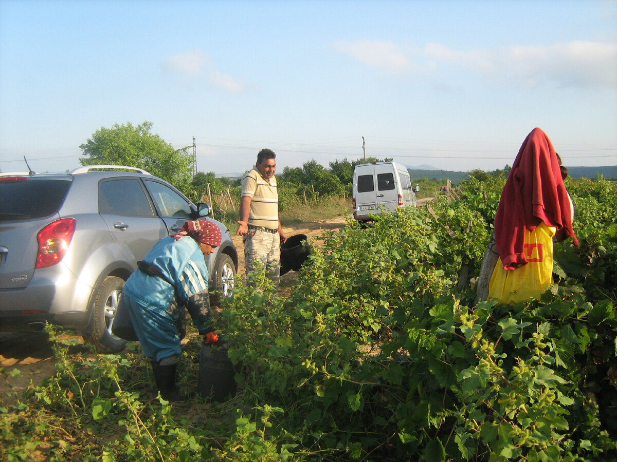 На лозах. Болгария, Сунгурларская долина. Фото автора.