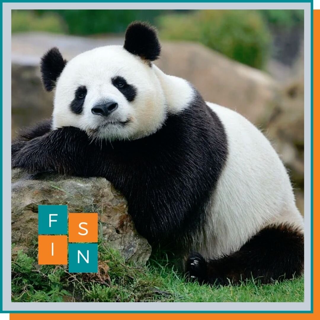 Панда отдыхает