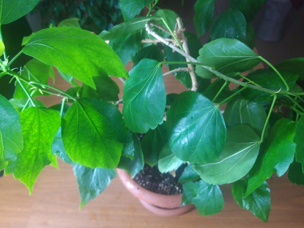    Куст стал громоздким, емунужна обрезка