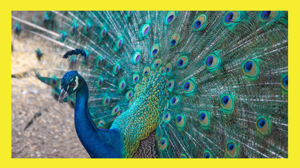 коллаж автора