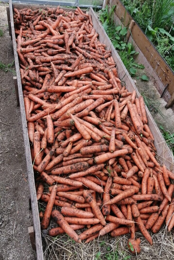 20 ведер моркови с одной гряды 10м