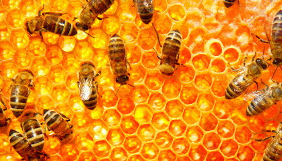 Яндекс.Картинки