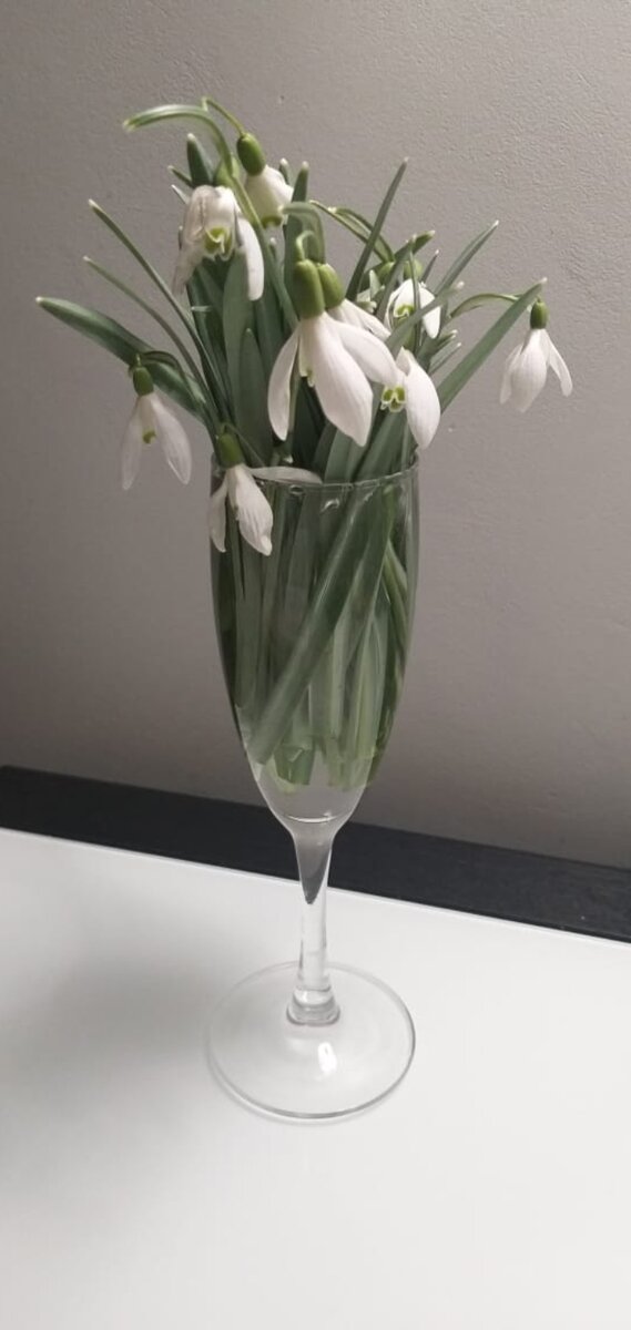 Подснежники для Станиславы. Фото автора