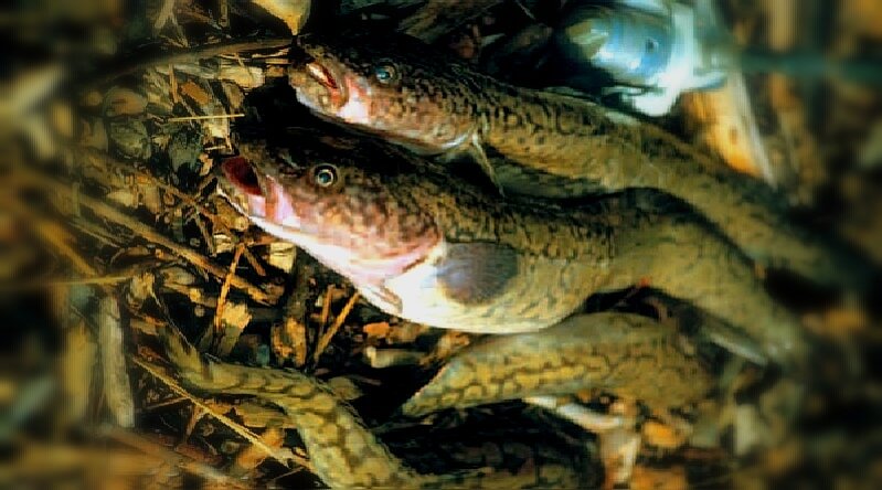 Фото из сети