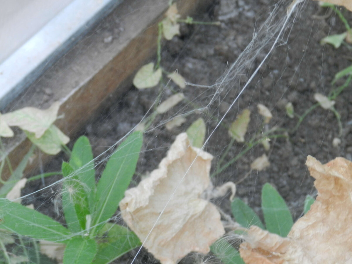 Своевременно удаляйте сорняки!