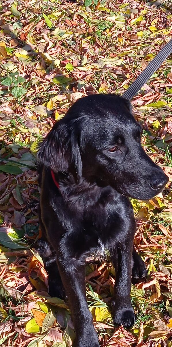 Эльза - красавица с модной стрижкой 