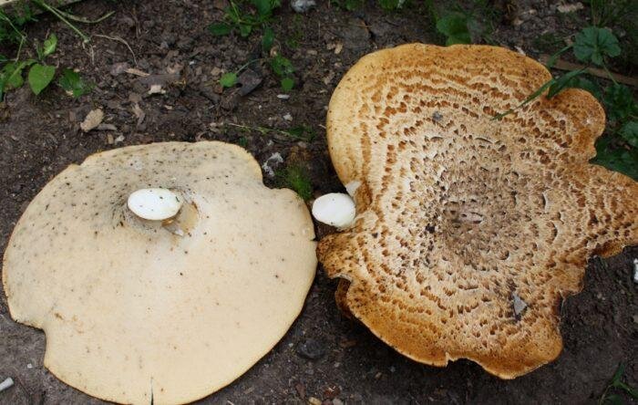 Гименофор – нижняя часть шляпки, трубчатая, желтоватого цвета. На трубчатом слое имеются крупные поры угловатой формы.