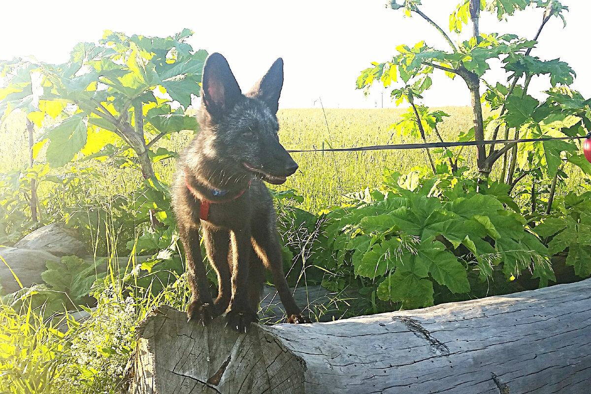 Трюфель на своей первой прогулке