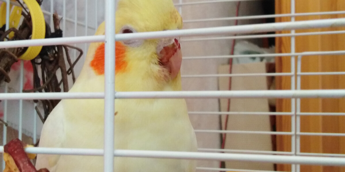 Обожает свеклу....или