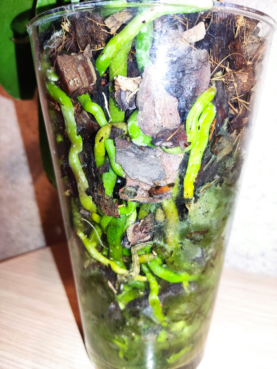 Корни повсюду.