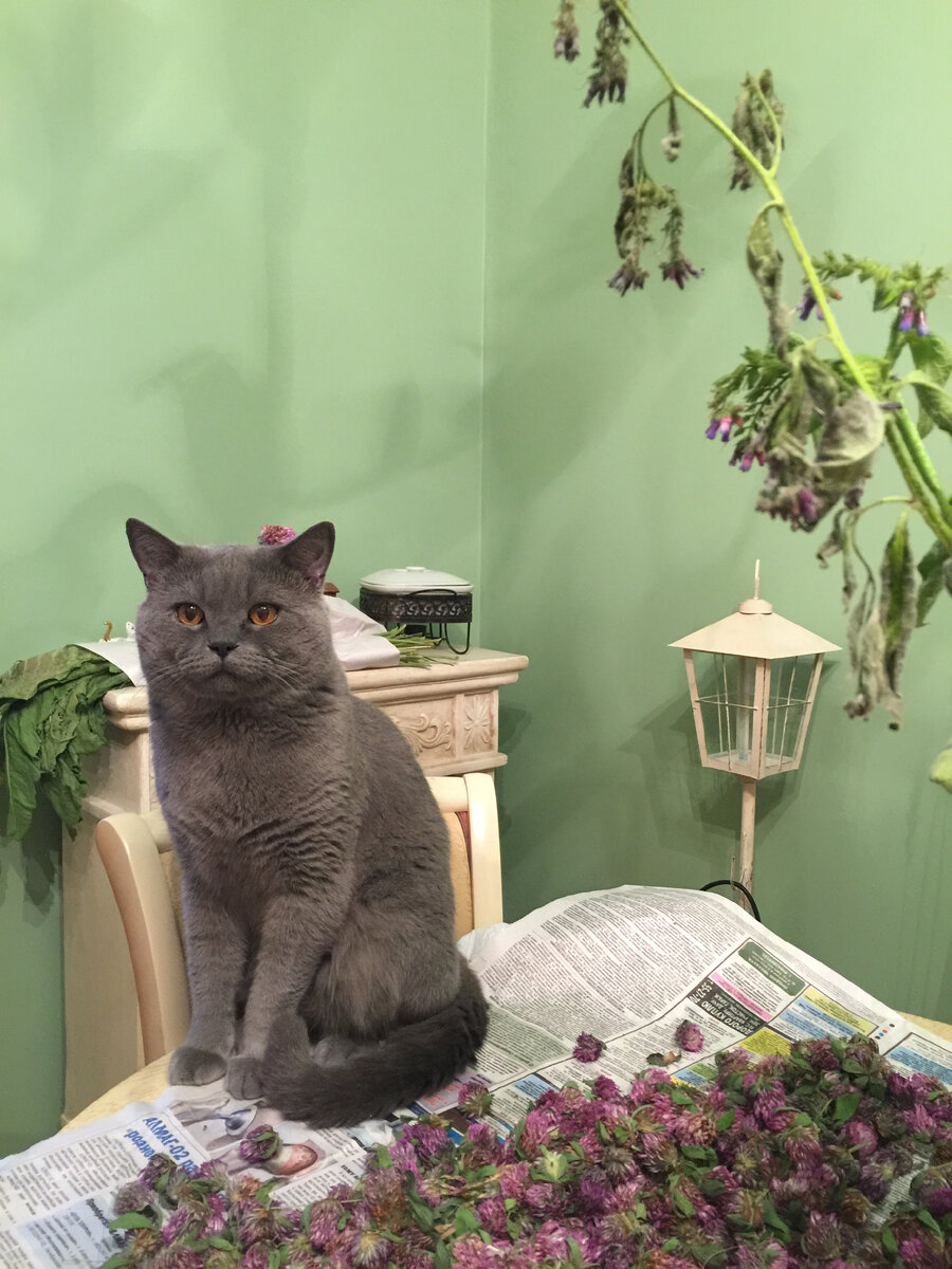 Мартин эстет