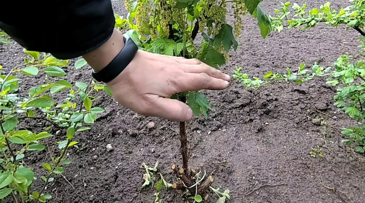 Добавьте описание