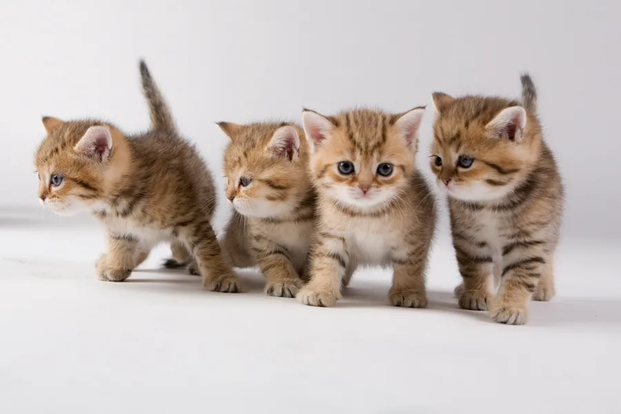 Кошки-хищницы для активных владельцев