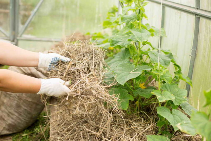 Выращивание огурцов в теплице. Иллюстрация для статьи используется по стандартной лицензии ©ofazende.com