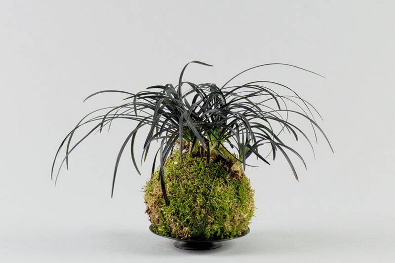 Офиопогон плоскострелый Negrescens