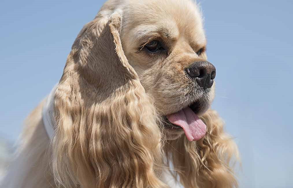 Американский кокер-спаниель (Фото: https://thehappypuppysite.com/cocker-spaniel/)