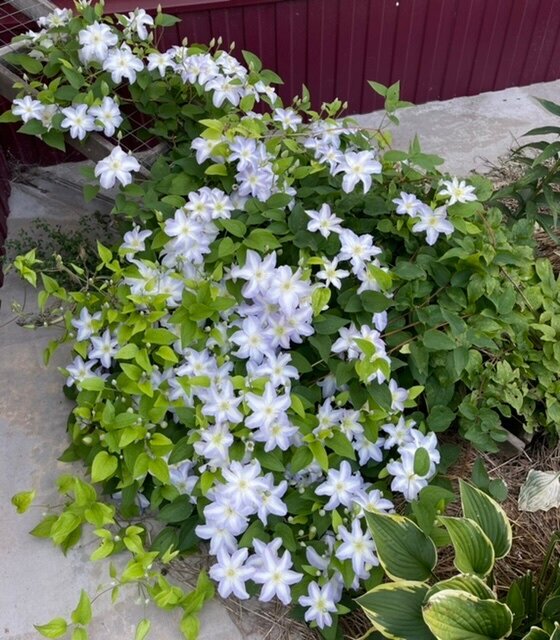 БЕЗЫМЯННЫЙ СОРТ