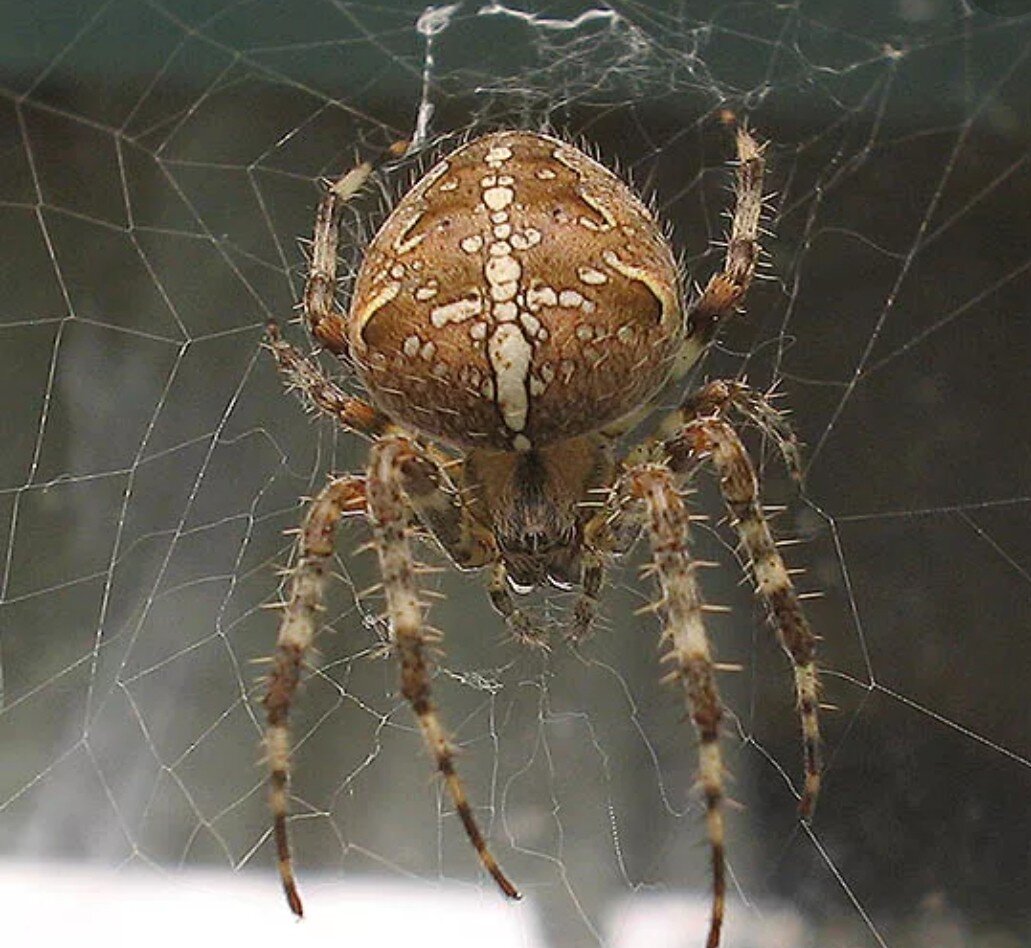 Южнорусский тарантул крестовик. Крестовик обыкновенный паук. Паук крестовик каракурт белый. Белый крестовик. Белый крестовик.