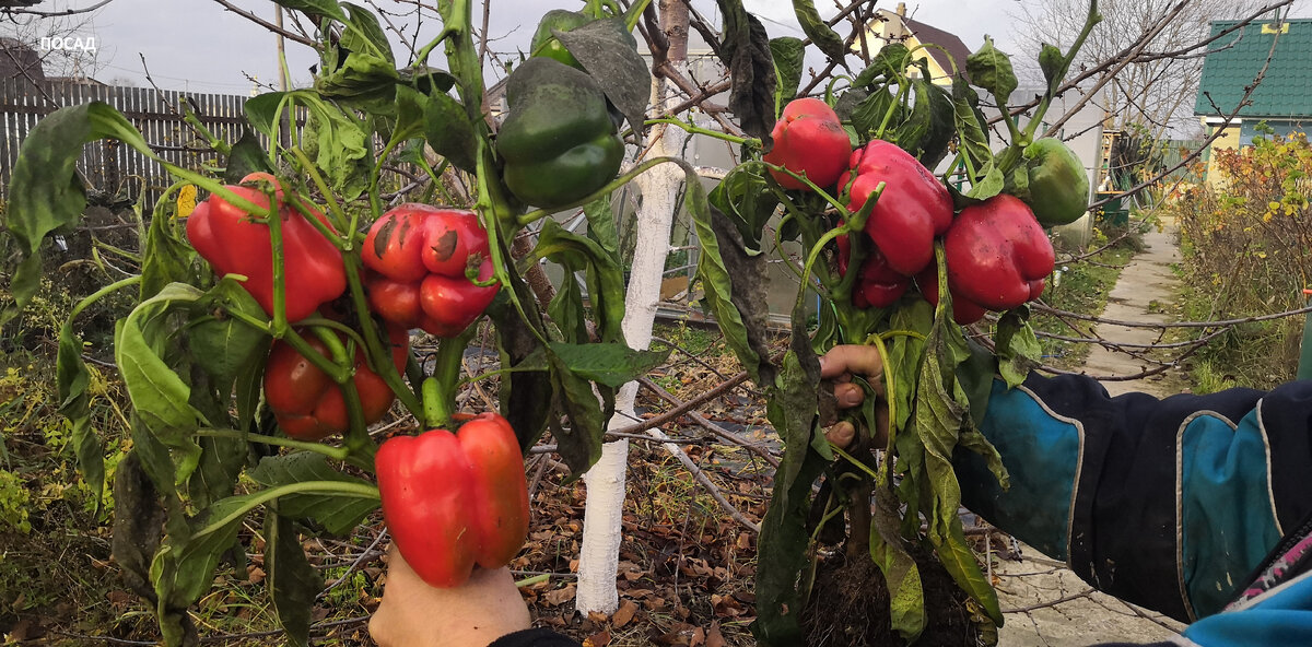 Перцы из магазинных семян поспели, но слишком поздно. Уже и листья с деревьев осыпались. К тому же их в теплице атаковала белокрылка.