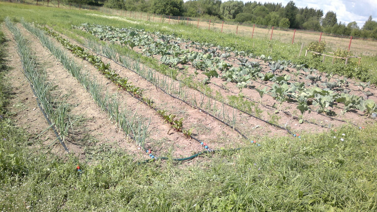 Дополнительный огород на поле