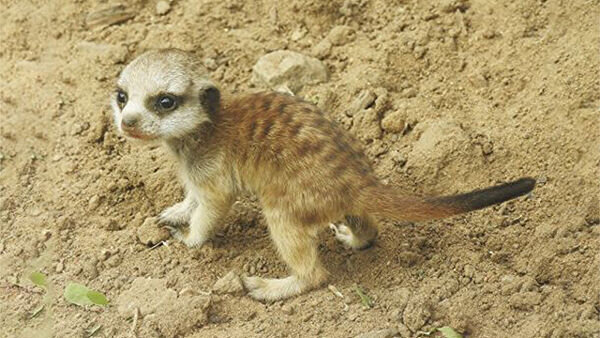 Детеныш суриката, фото из открытых источников