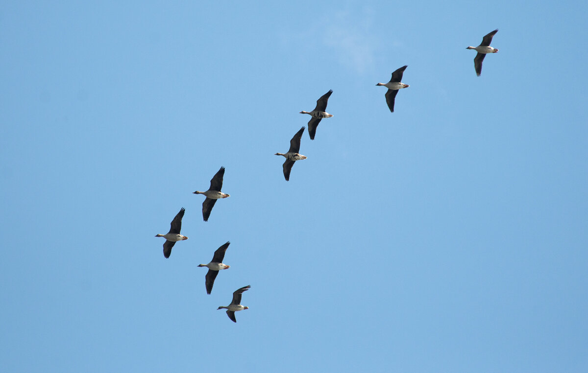 Летят белолобые гуси. Фото А. Левашова