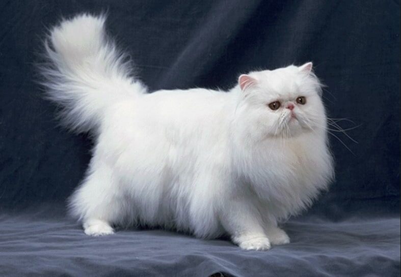 Персидская кошка