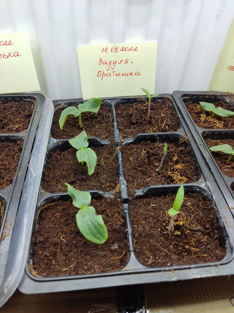 На данном фото семена были посеяны на 3 дня позже предыдущих.