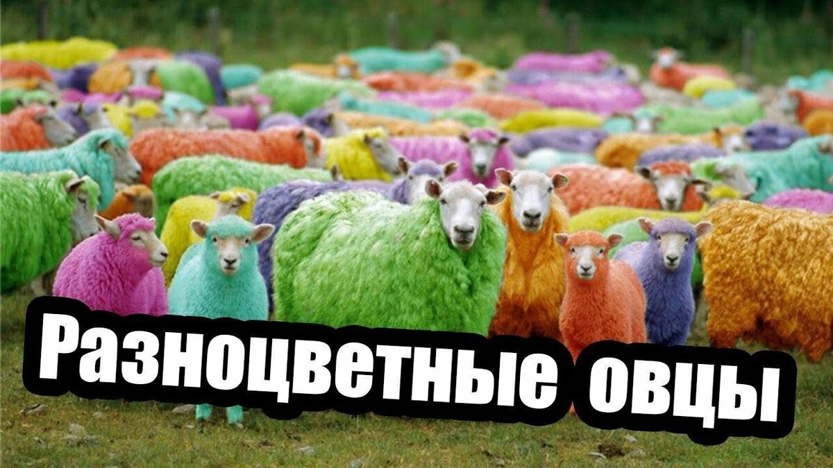 Ты что, меня не заметил? Это же я - розовая овца! | Животный мир | Дзен