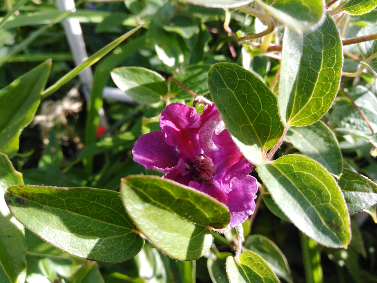 Решил показать еще один сиреневый цветок